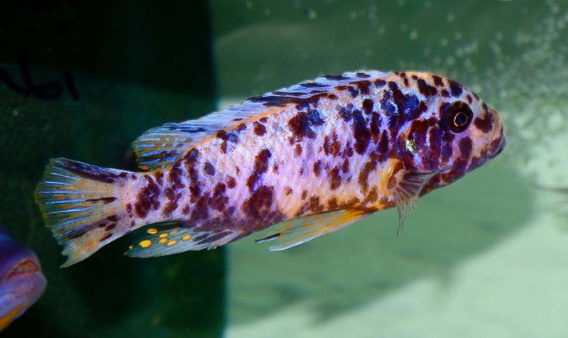 Maylandia fainzilberi 'Ndumbi Point'